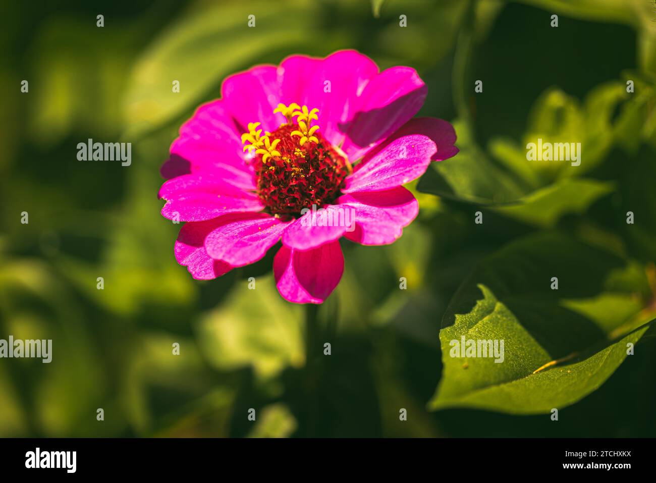 Tithonia rotundifolia fleur dans le jardin sur fond vert. Thème floral Banque D'Images