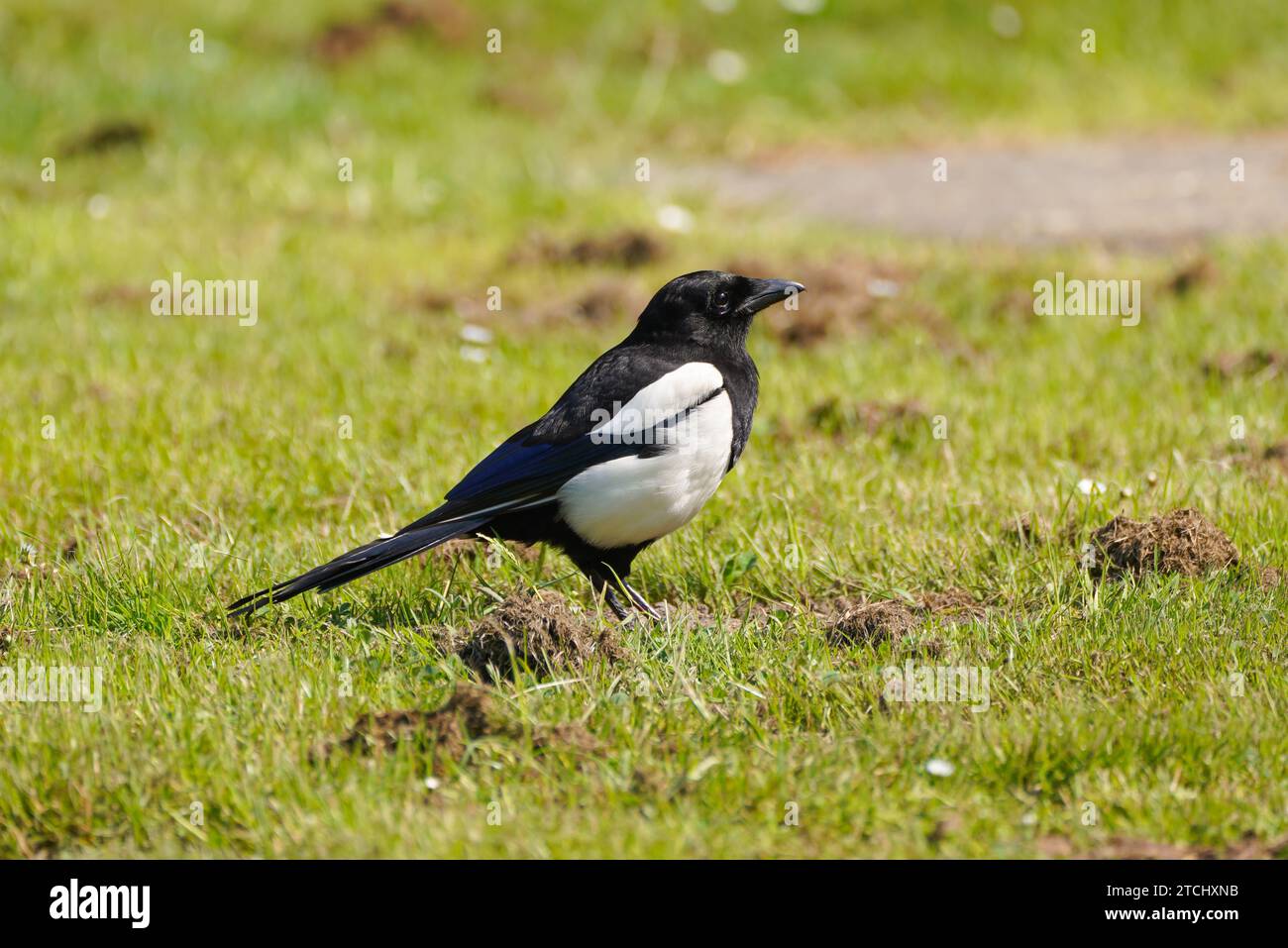 Magpie sur une prairie verdoyante dans le parc de la ville. Oiseau avec plumage noir et blanc. Pica pica. Banque D'Images