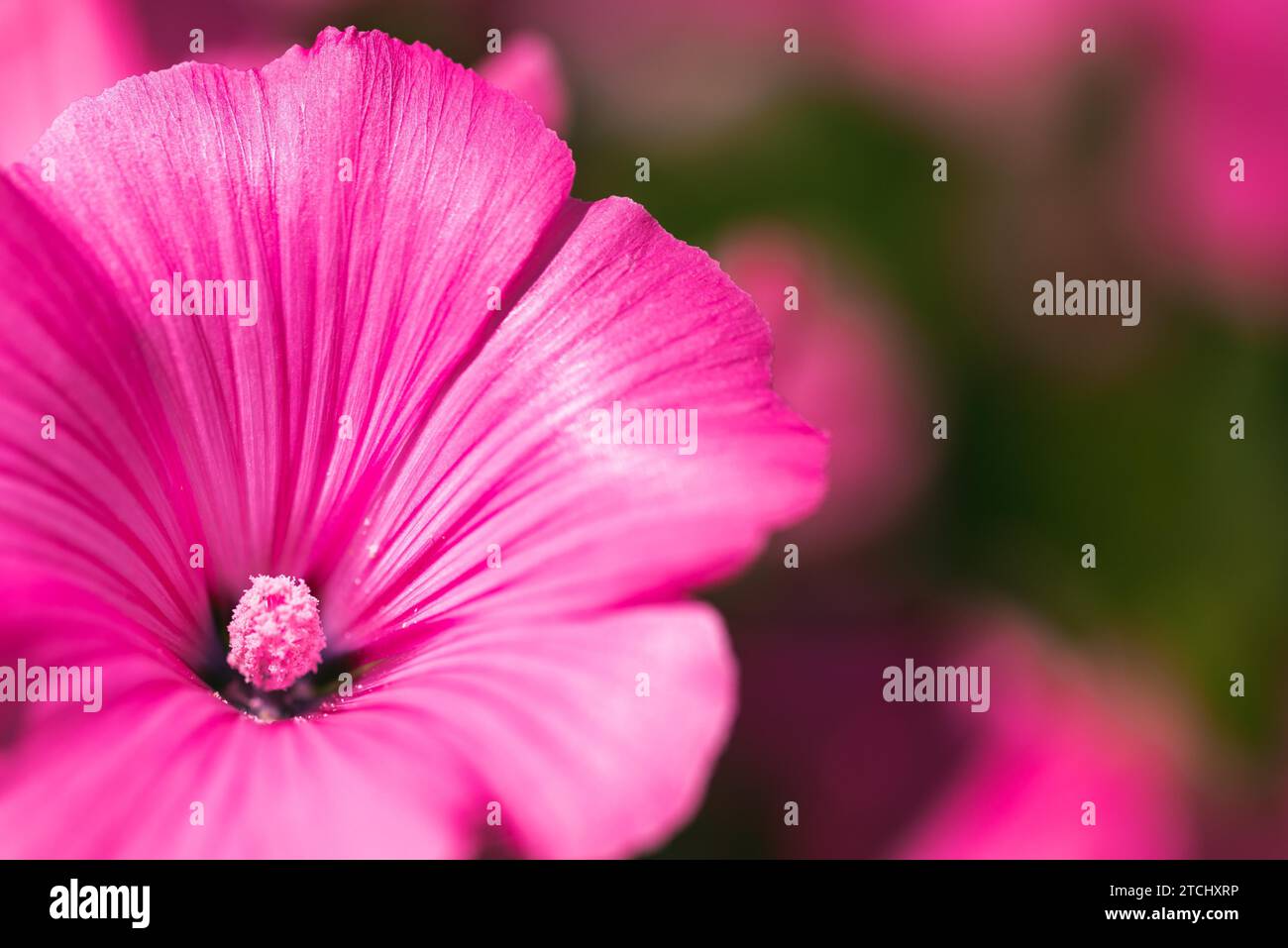 Belle fleur rose (malva) silvestris dans le jardin sur fond naturel. Thème floral Banque D'Images