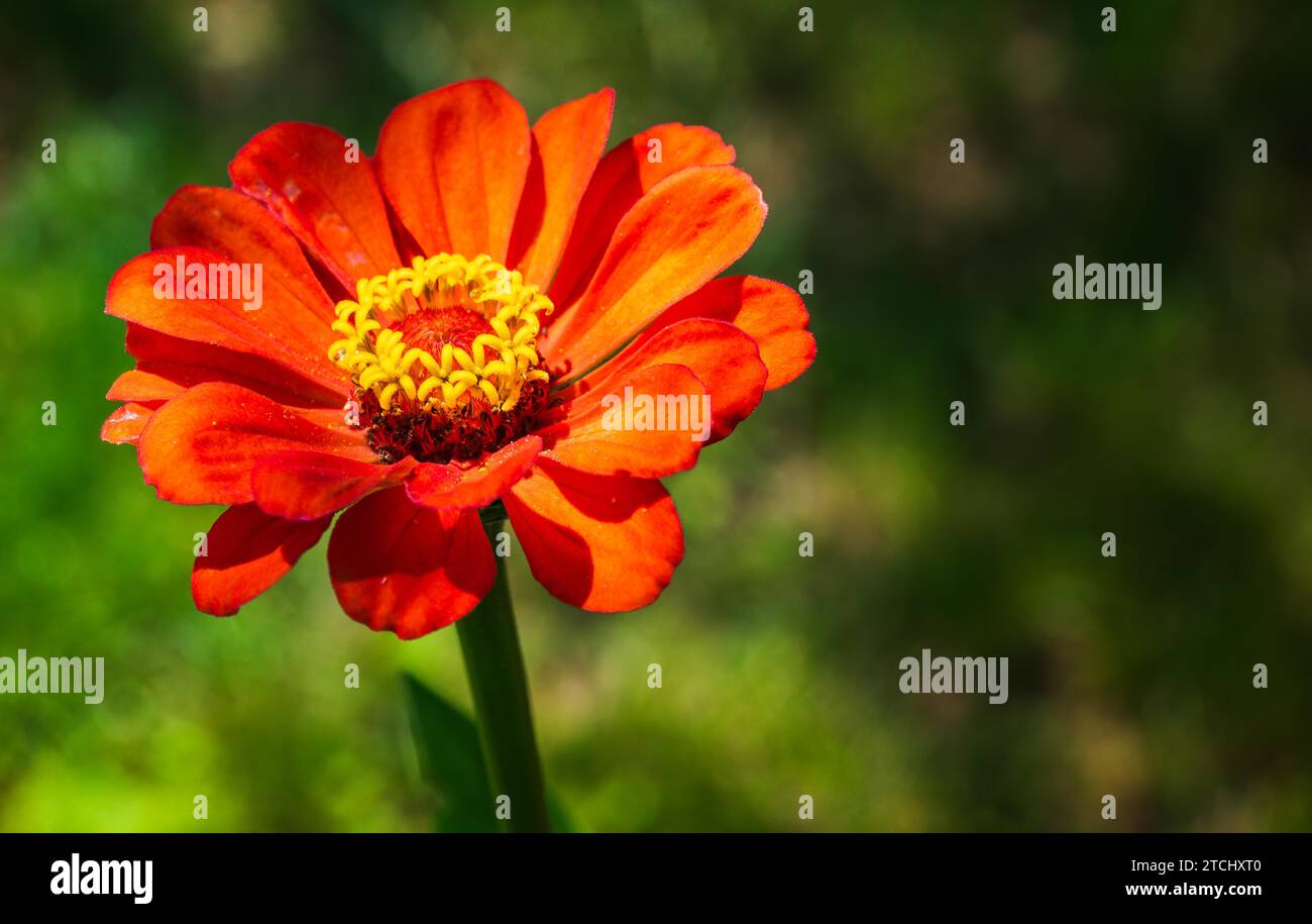 Tithonia rotundifolia fleur dans le jardin sur fond vert. Thème floral Banque D'Images