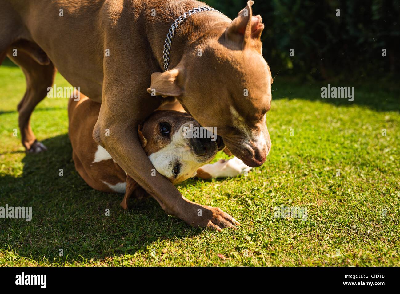 Deux chiens amstaff terriers jouant sur l'herbe dehors. Jeune et vieux chien amusant dans la cour arrière. Thème canin Banque D'Images