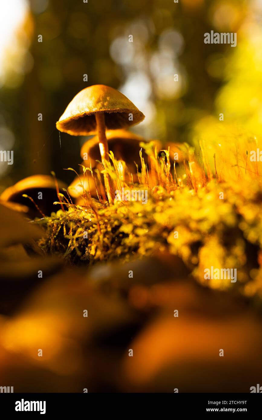 Champignon rétro-éclairé sur le sol de la forêt. Photo verticale avec mise au point sélective. Thème de la forêt Banque D'Images