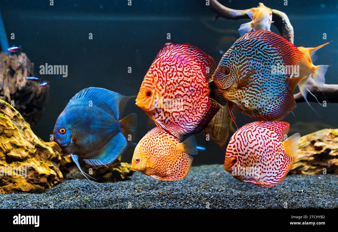 Poissons colorés des spièces discus (Symphysodon) dans l'aquarium. Gros plan de poissons adultes Banque D'Images