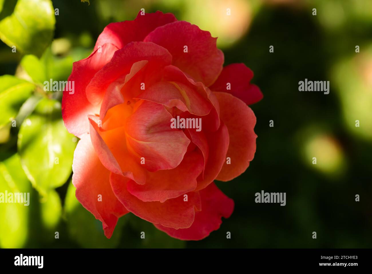 Rose rouge gros plan à l'extérieur en partie dans le fond de soleil. Thème floral, Copyspace Banque D'Images