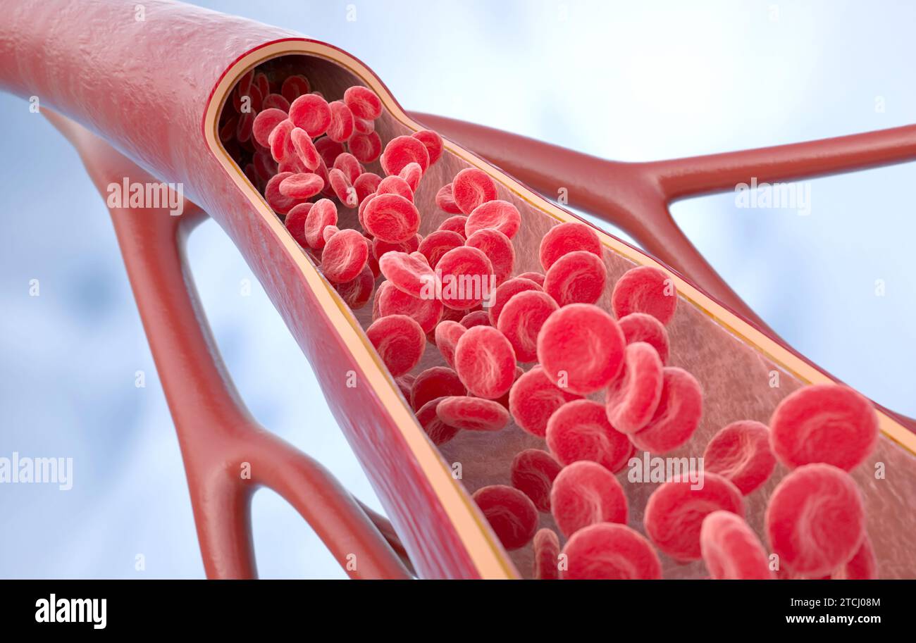 3d illustration de globules rouges à l'intérieur d'une artère, veine. Le débit sanguin artériel sain. Rendu 3D. Illustration 3D. Banque D'Images