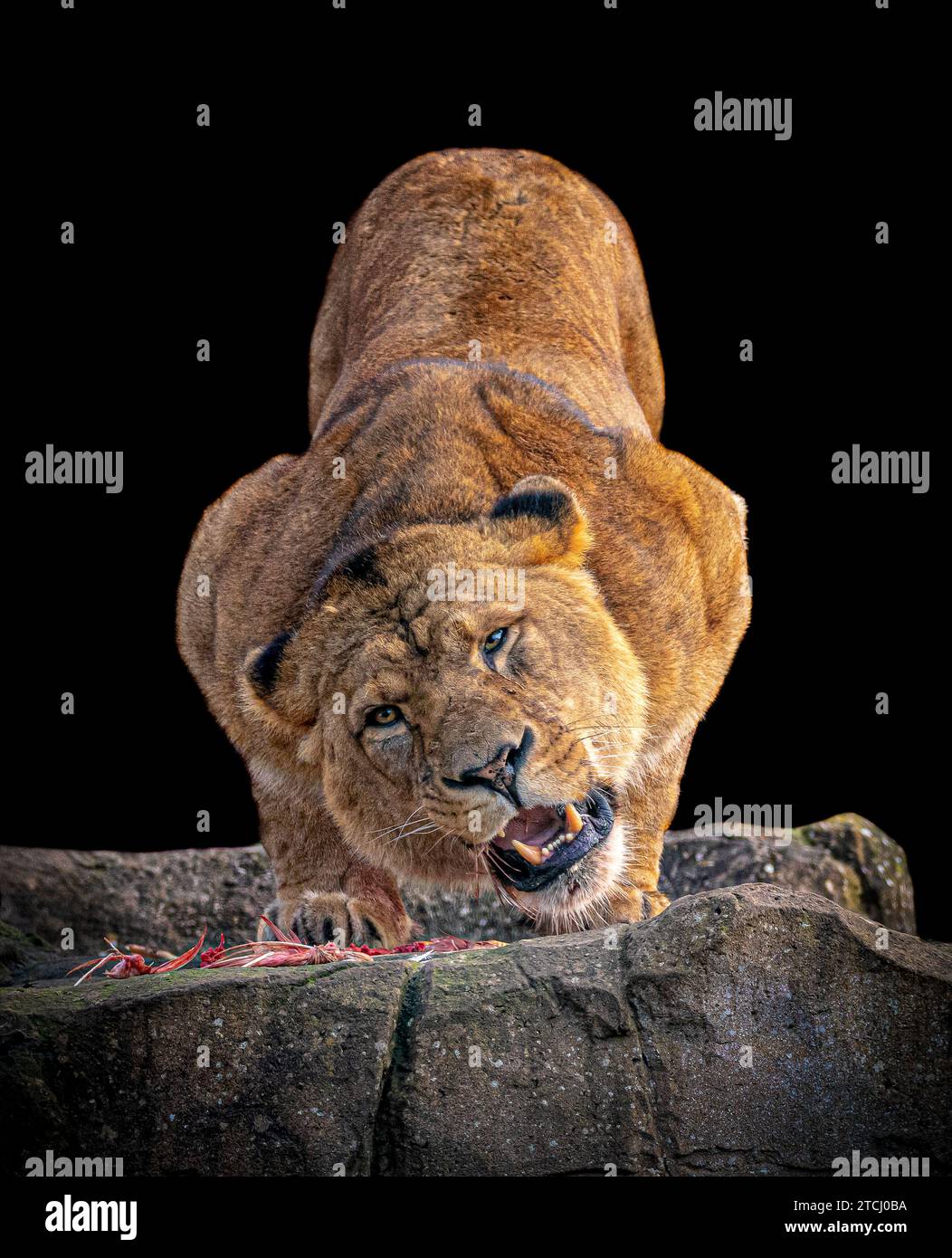Khari se bat devant les photographes BLACKPOOL ZOO, ANGLETERRE DES IMAGES ÉTONNANTES montrent un lion regardant le photographe alors qu'il est en train de festoyer - Just li Banque D'Images