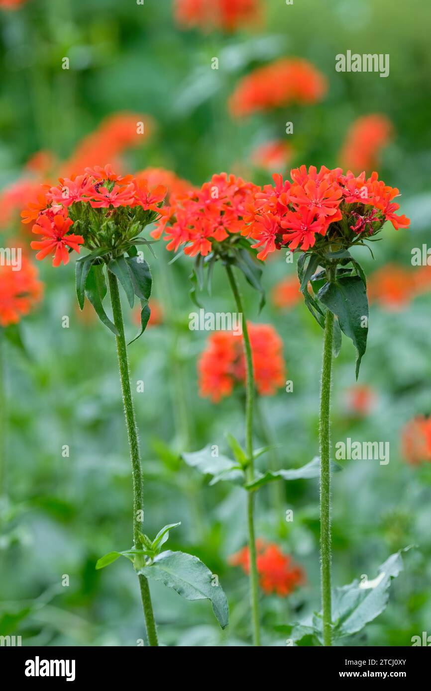 Silene chalcedonica, croix maltaise, lychnis écarlate, fleurs rouge orangé brillant dans les têtes bombées en été Banque D'Images