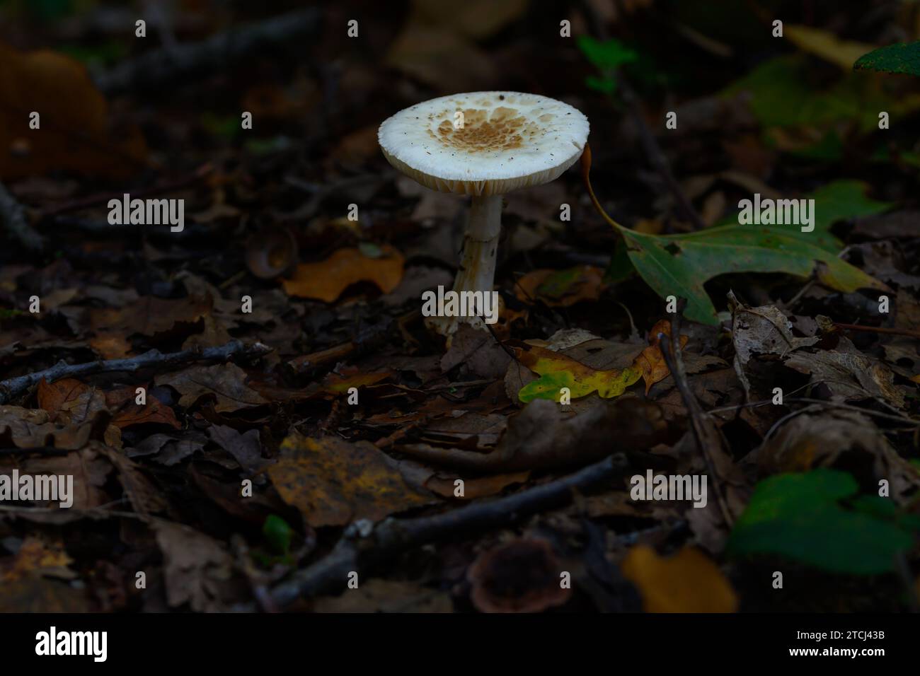 Un champignon parasol avec des points brun foncé dans la forêt de Zoersel, Belgique Banque D'Images