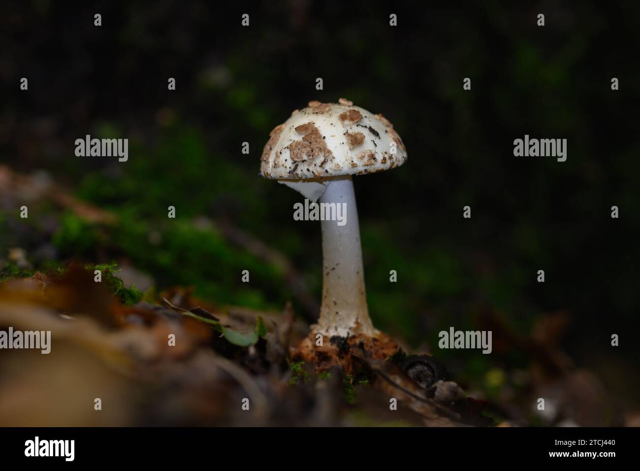 Un champignon parasol avec des points brun foncé dans la forêt de Zoersel, Belgique Banque D'Images