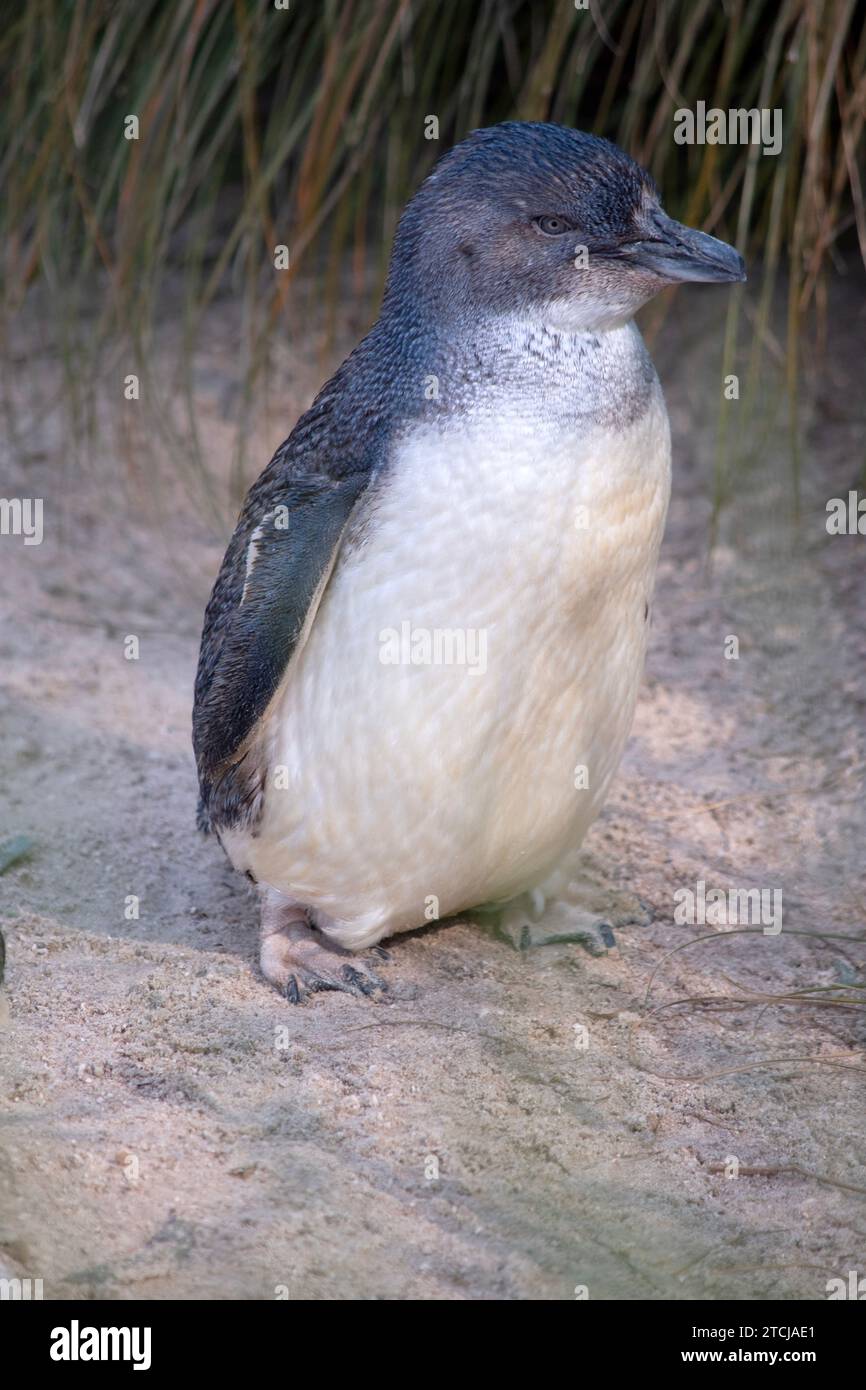 Les pingouins ont une grande tête, un cou court et un corps allongé. Leurs queues sont courtes, rigides et en forme de coin. Banque D'Images