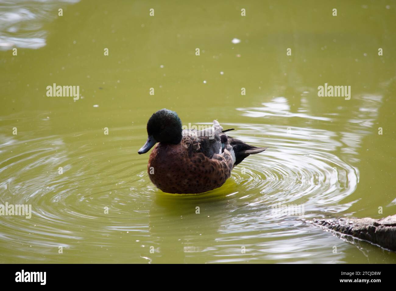 le mâle, le canard marron sarcelle, a une tête et un cou verts et un corps brun Banque D'Images