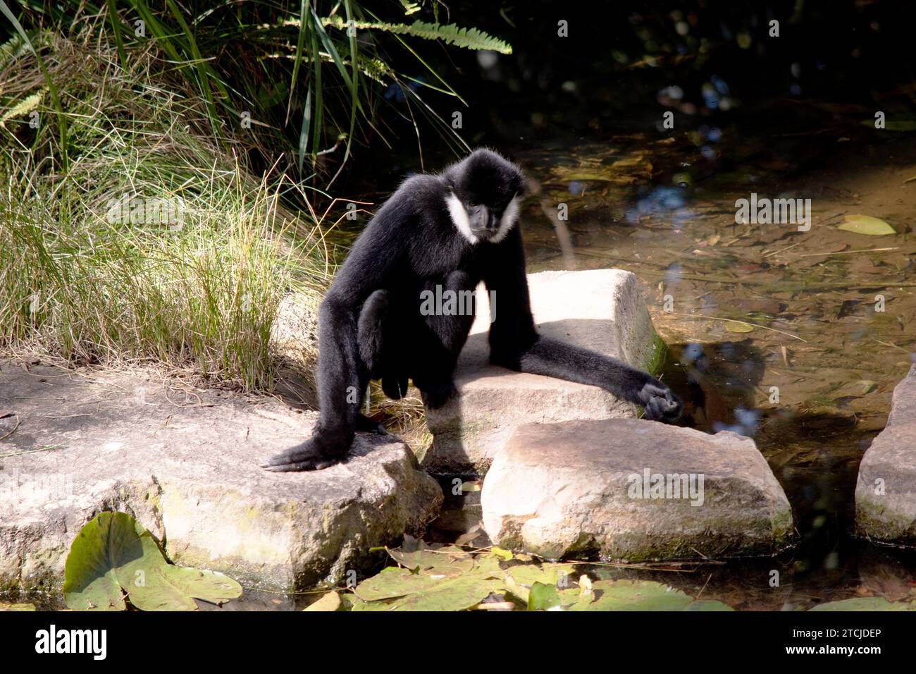 le gibbon blanc mâle à joues a un corps noir et blanc autour de ses joues Banque D'Images