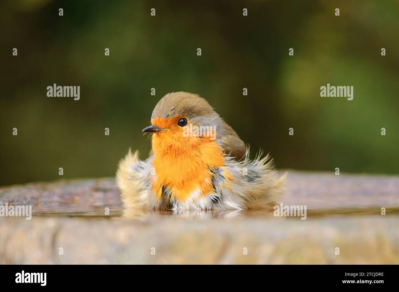 European Robin erithacus rubecula, baignade dans le bain d'oiseau de jardin, comté de Durham, Angleterre, Royaume-Uni, octobre. Banque D'Images