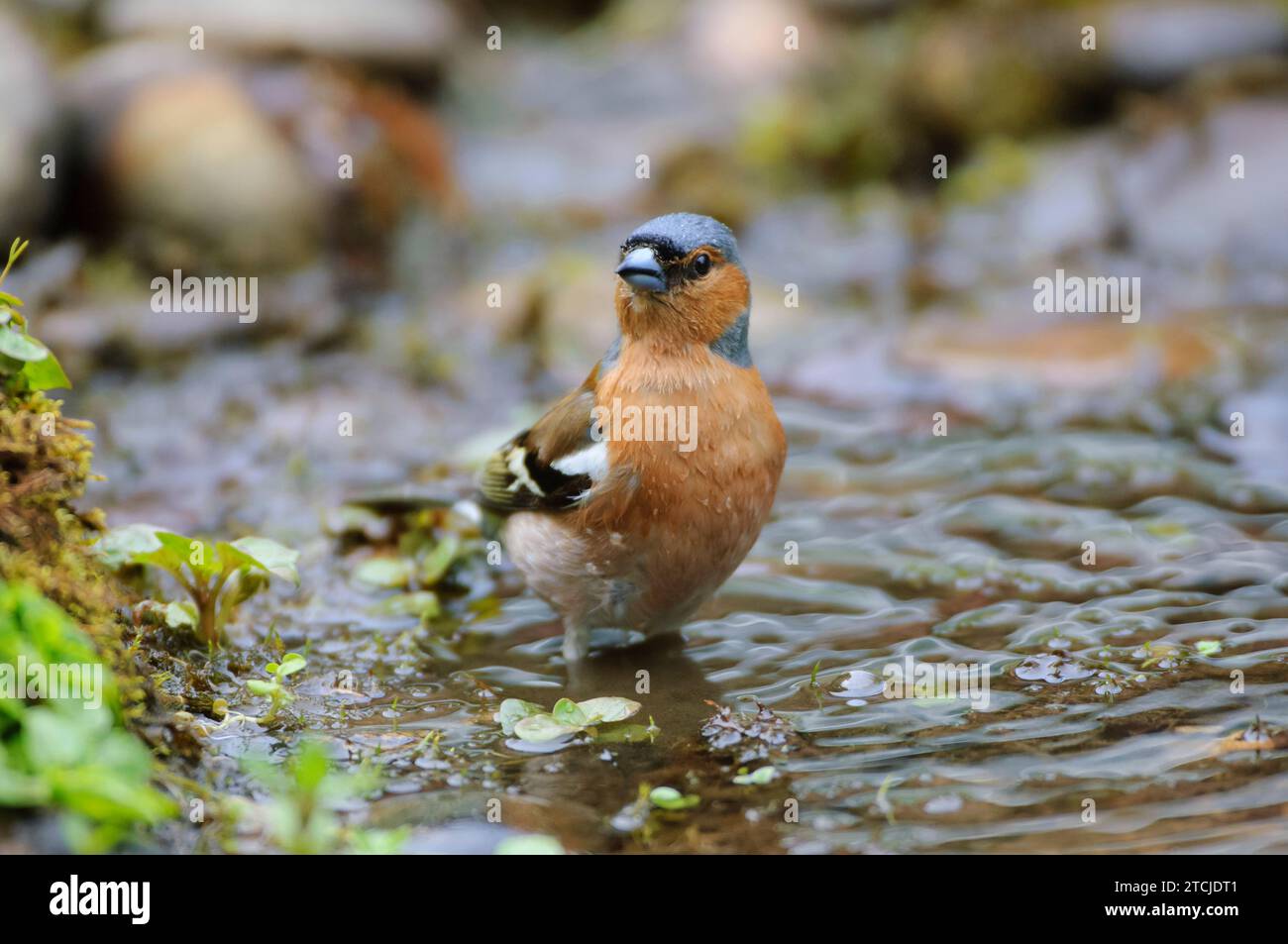 Coelebs fringilla à chaffinch commun, baignade dans l'étang de jardin, comté de Durham, Angleterre, Royaume-Uni, mai. Banque D'Images