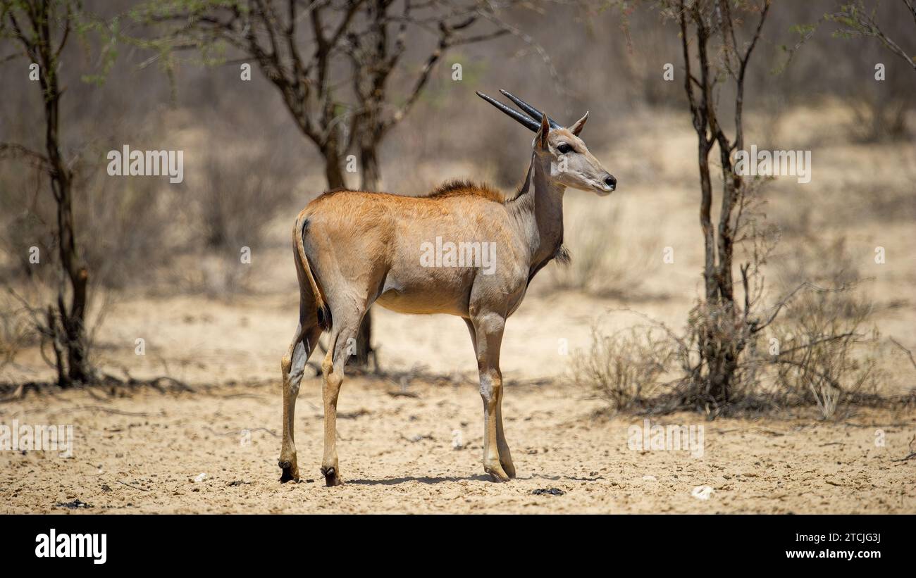 Eland (Tragelaphus oryx) Parc transfrontalier de Kgalagadi, Afrique du Sud Banque D'Images