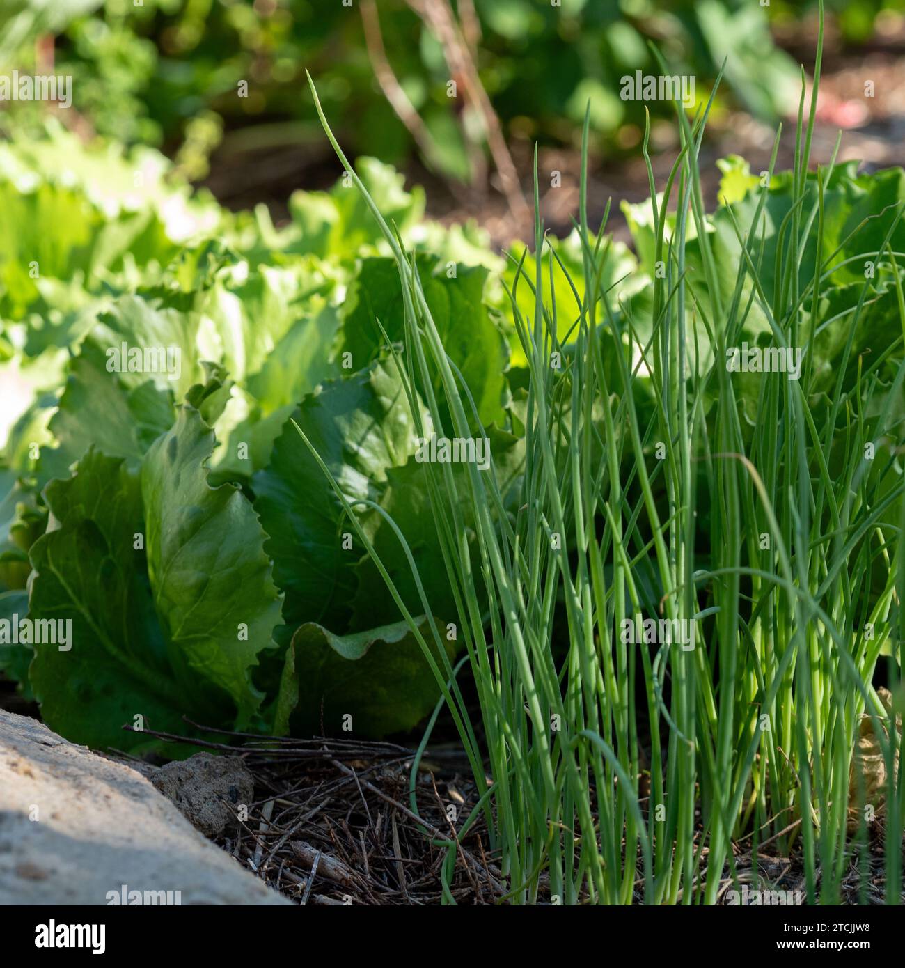 Oignons verts ou échalotes et laitues Iceberg poussant dans un potager australien Banque D'Images