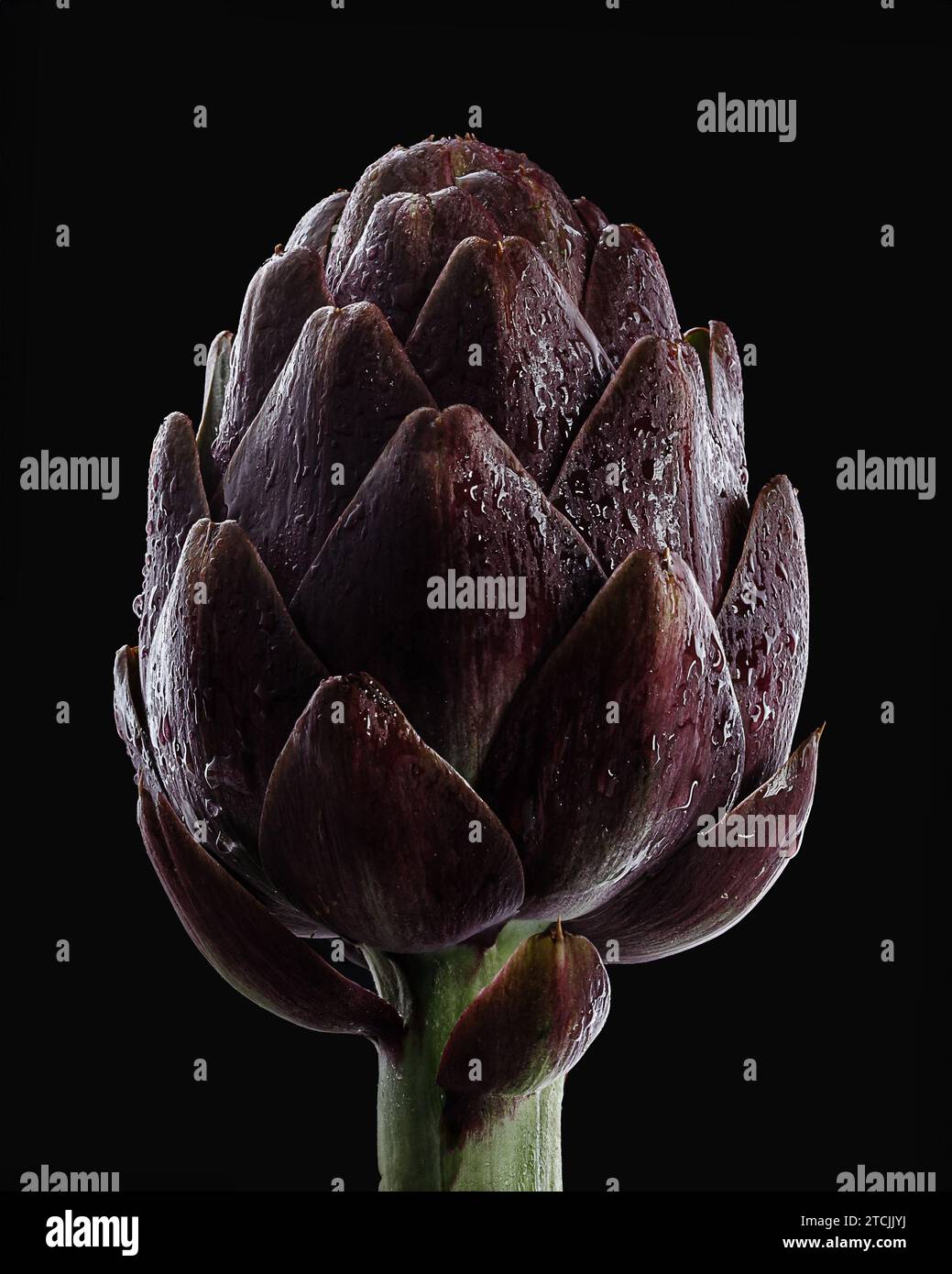 Artichauts frais crus sur fond noir. Fleur d'artichaut biologique mûr avec espace de copie. Banque D'Images