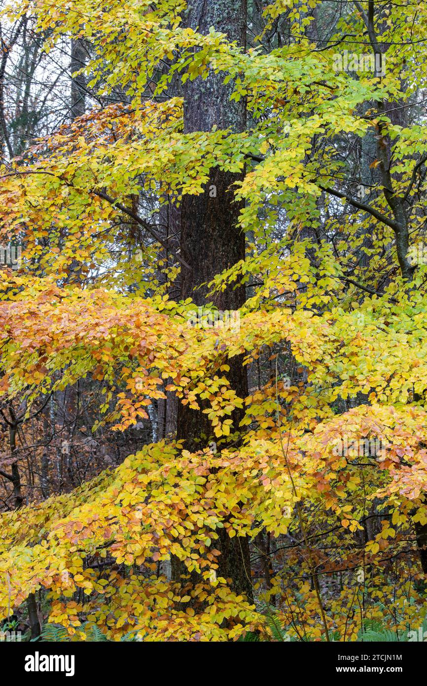 Hêtres d'automne à Randolph's Leap. Morayshire, Écosse Banque D'Images