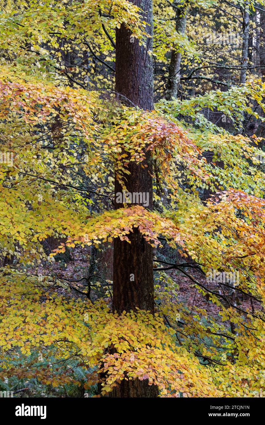 Hêtres d'automne à Randolph's Leap. Morayshire, Écosse Banque D'Images