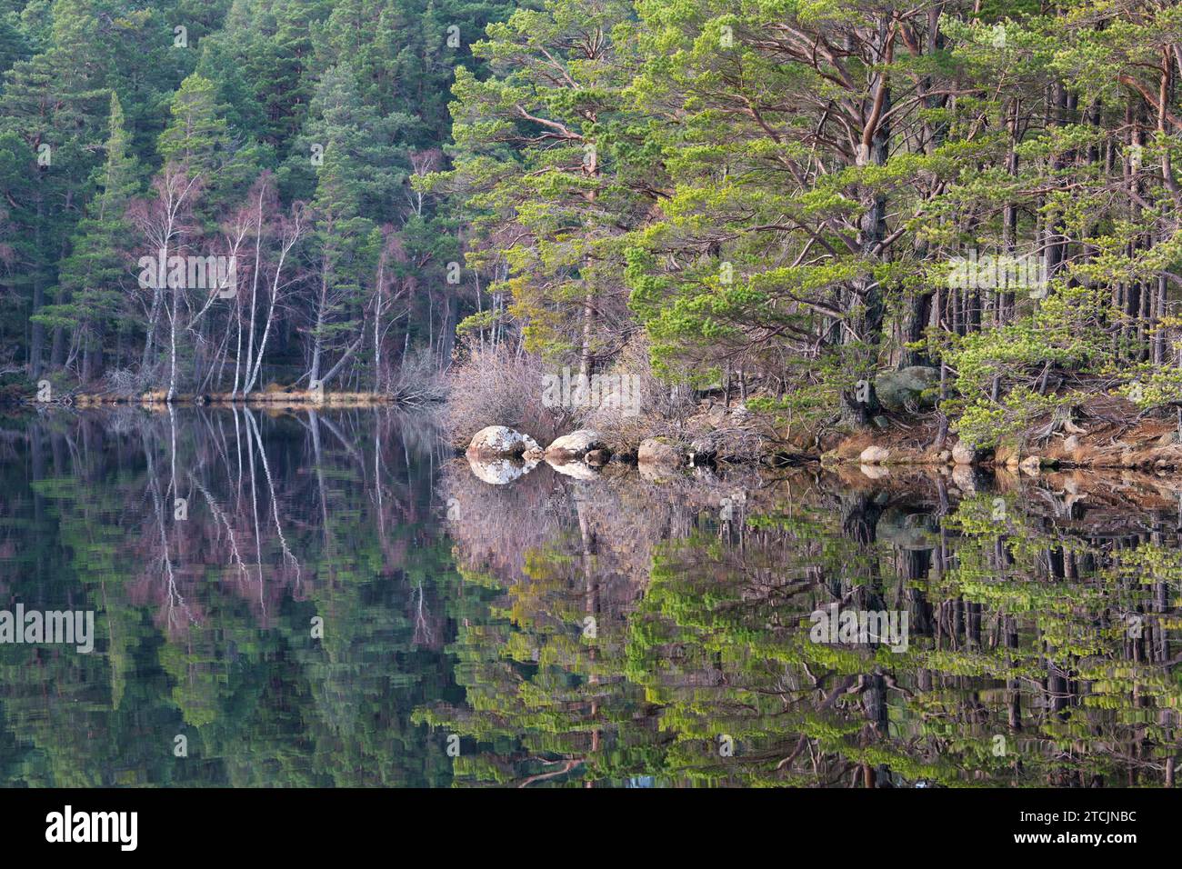 Pierres et arbres reflétés dans le Loch Garten. Highlands, Écosse Banque D'Images