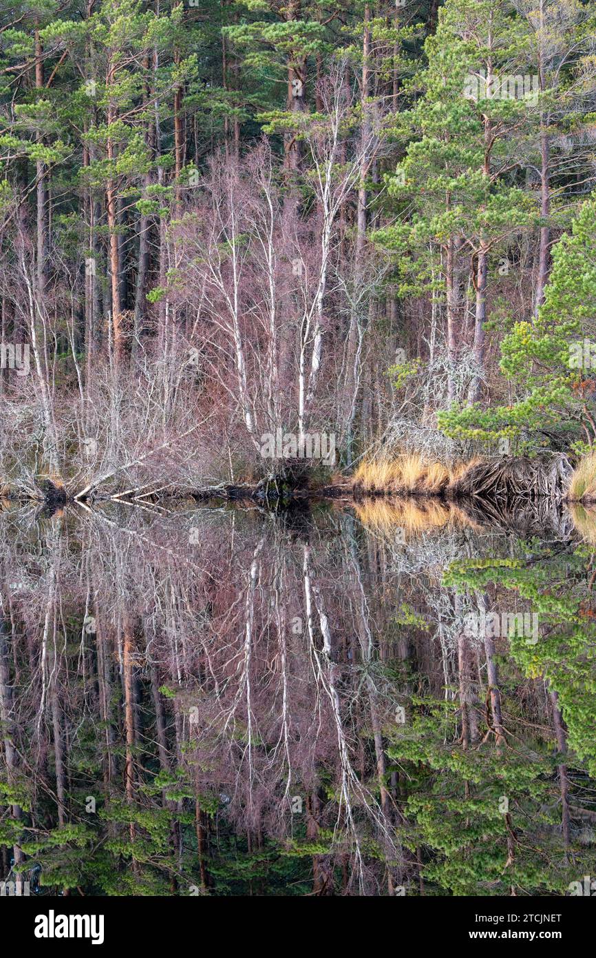 Arbres reflétés dans le Loch Garten. Highlands, Écosse Banque D'Images