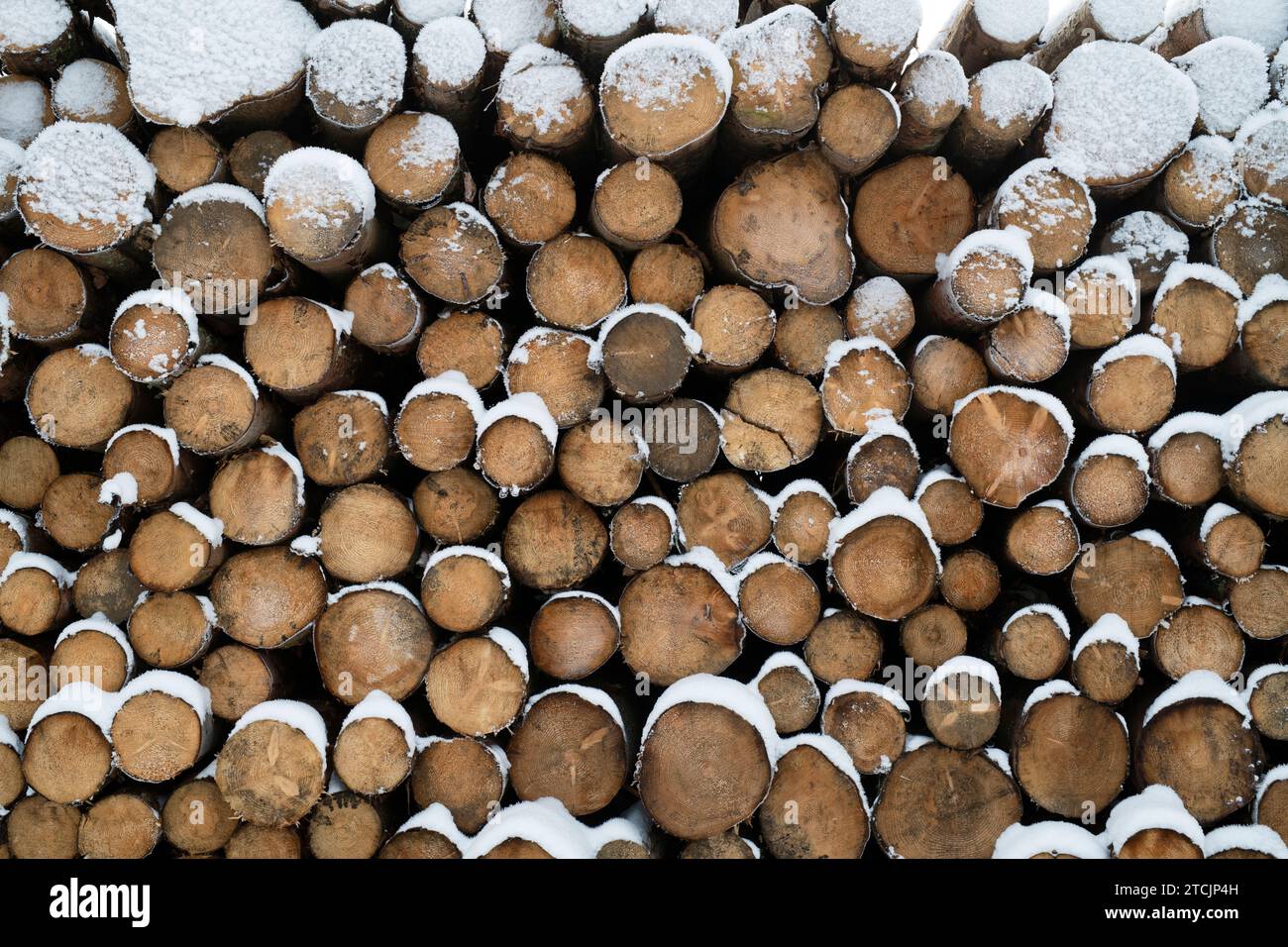Troncs d'arbres à dents écossaises enneigées empilés. Écosse Banque D'Images