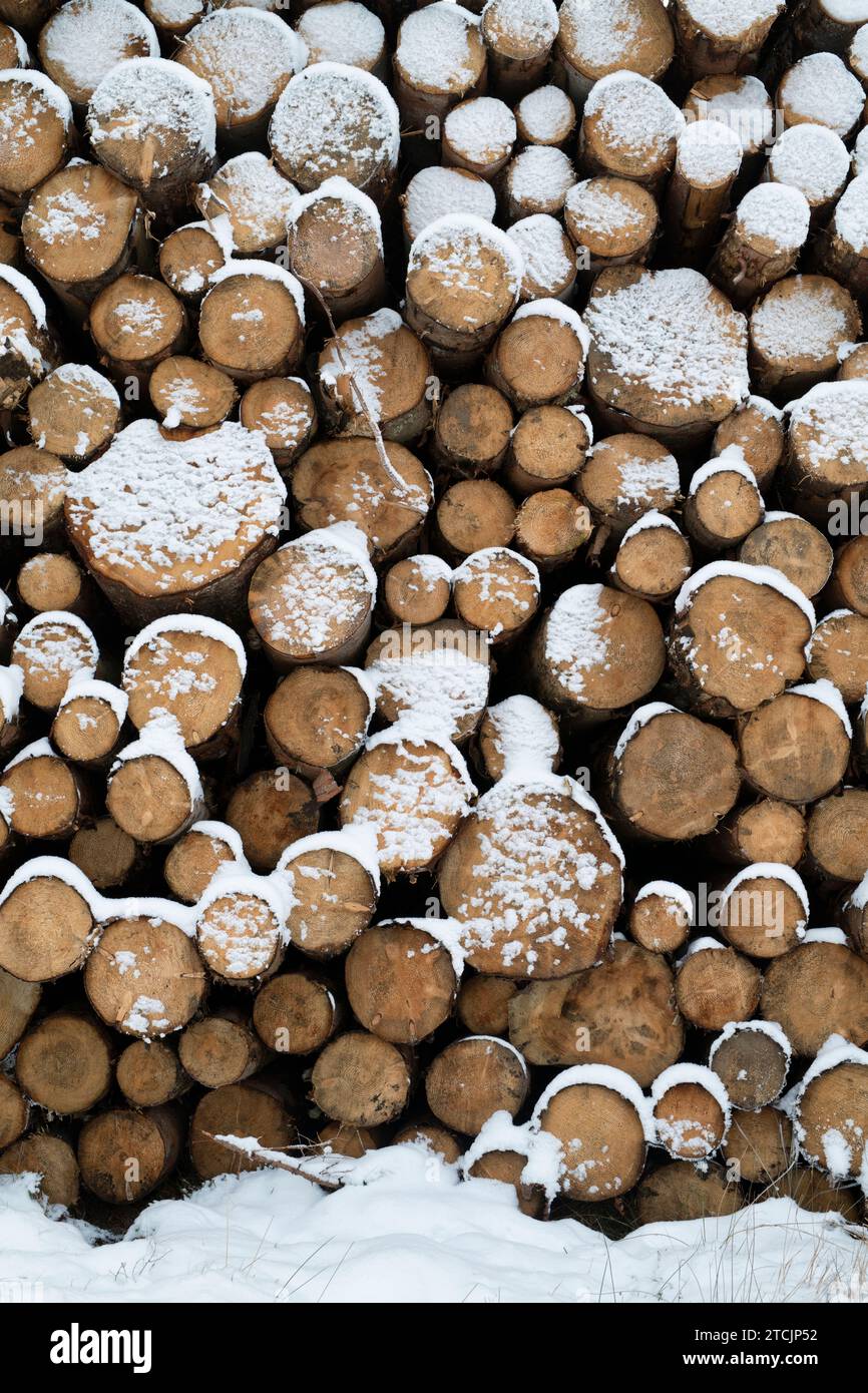Troncs d'arbres à dents écossaises enneigées empilés. Écosse Banque D'Images