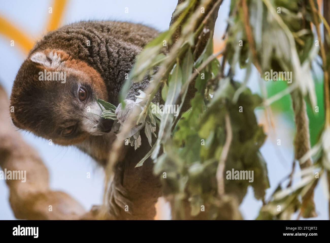 Cologne, Allemagne. 13 décembre 2023. Un lémurien mangouste mange des feuilles suspendues dans un arbre au zoo. Les Mongozmakis (Eulemur mongoz) sont une espèce de primates de la famille des lémuriens. Pour marquer le 50e anniversaire de la Maison de Madagascar, le zoo de Cologne a reçu deux animaux du zoo de Berlin. Crédit : Oliver Berg/dpa/Alamy Live News Banque D'Images