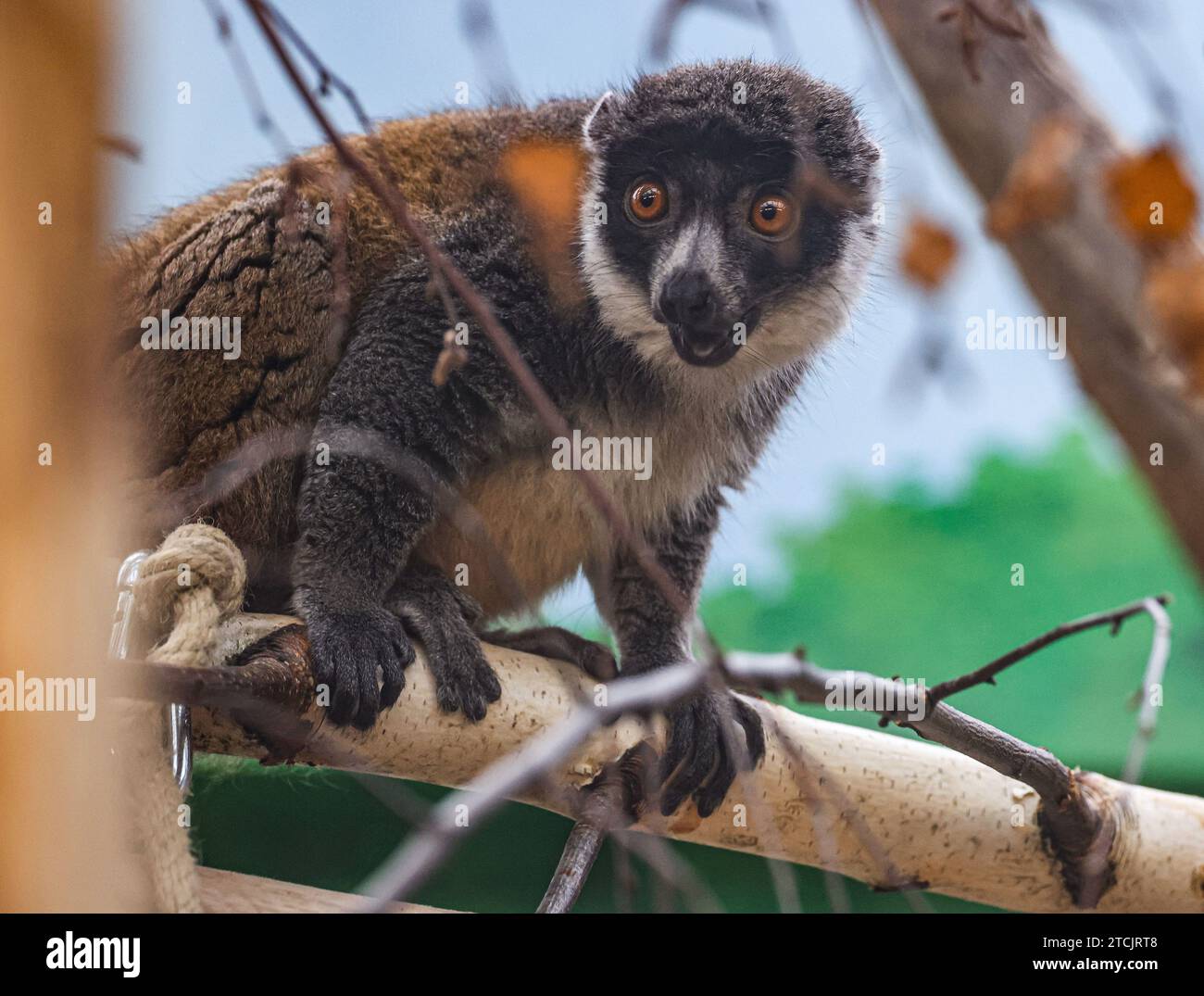 Cologne, Allemagne. 13 décembre 2023. Une mangouste assise dans un arbre. Les Mongozmakis (Eulemur mongoz) sont une espèce de primates de la famille des lémuriens. Pour marquer le 50e anniversaire de la Maison de Madagascar, le zoo de Cologne a reçu deux animaux du zoo de Berlin. Crédit : Oliver Berg/dpa/Alamy Live News Banque D'Images