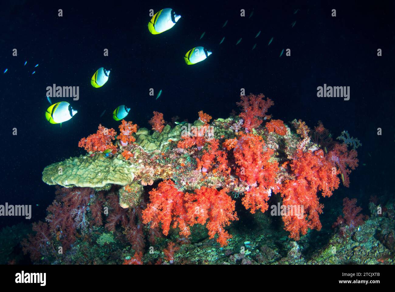 Un Panda, ou poisson butterfly philippin, Chaetodon adiergastos, nageant sous l'eau avec des coraux mous colorés dans le sud d'Andaman, Krabi, au sud de Thail Banque D'Images