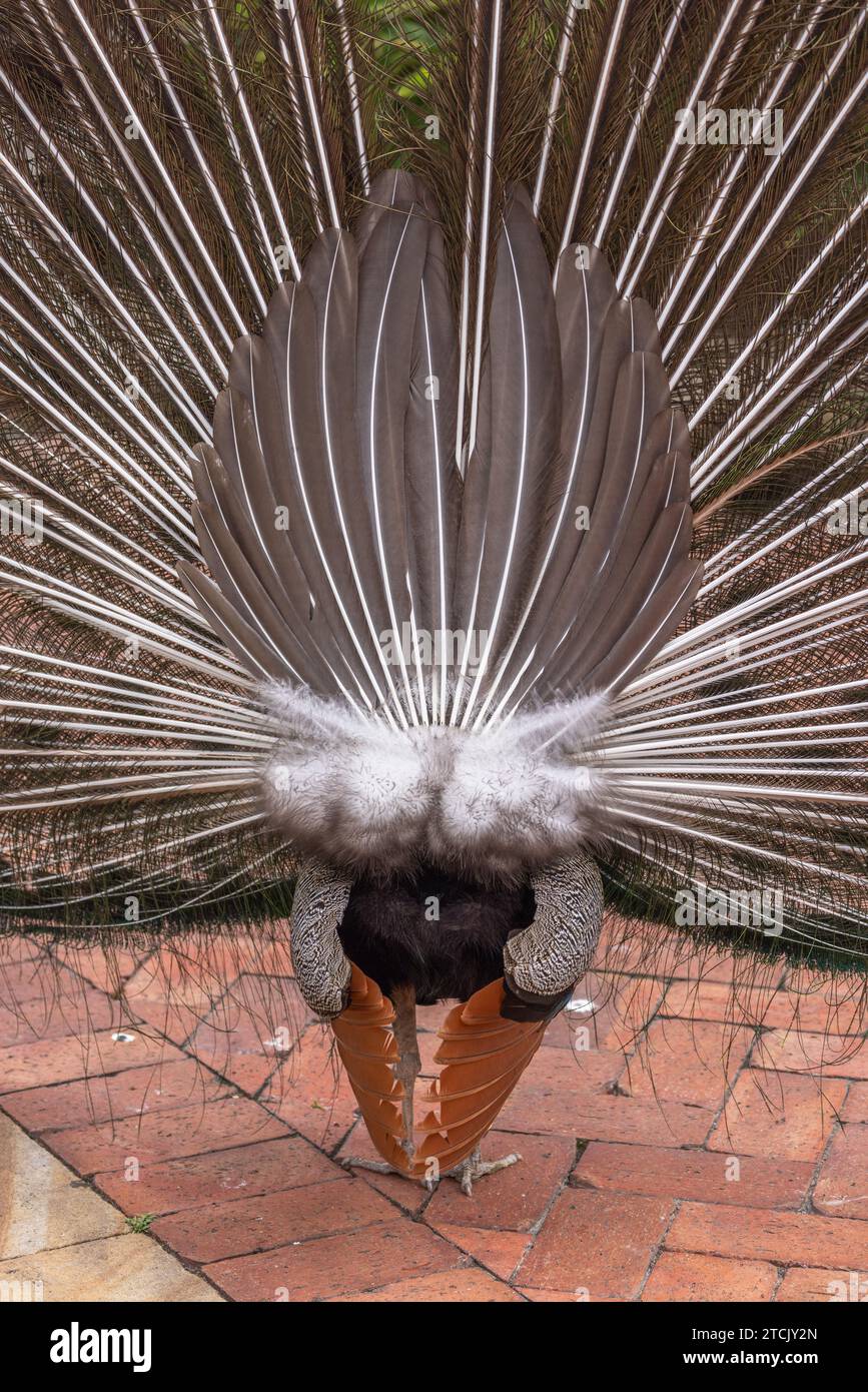 Gros plan de l'arrière d'un paon mâle (Pavo cristatus) originaire de l'Inde, debout, exposant son train, dans un rituel typique de cour sur une cour pavée. Banque D'Images