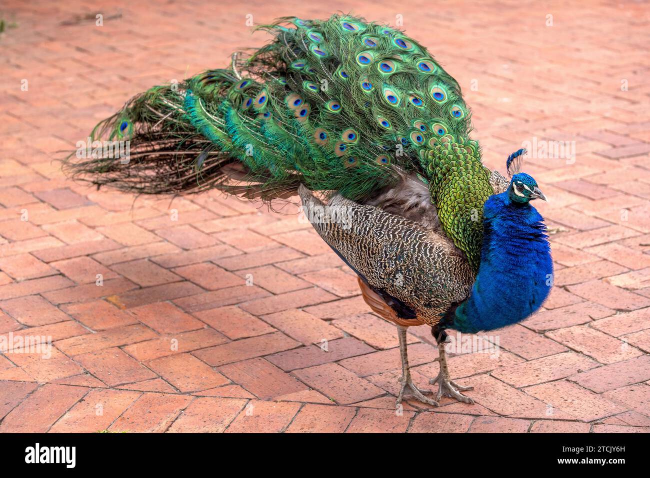 Gros plan d'un majestueux paon mâle (Pavo cristatus) originaire de l'Inde, avec sa queue soulevée du sol et ses plumes volantes en préparation de la cour. Banque D'Images