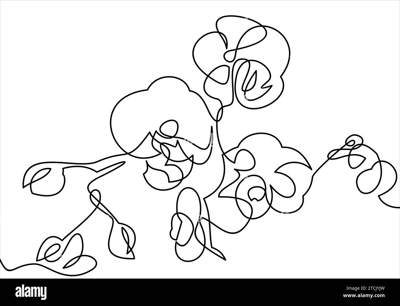 Fleurs d'orchidées dessinées à la main. Dessin au trait unique. illustration Illustration de Vecteur