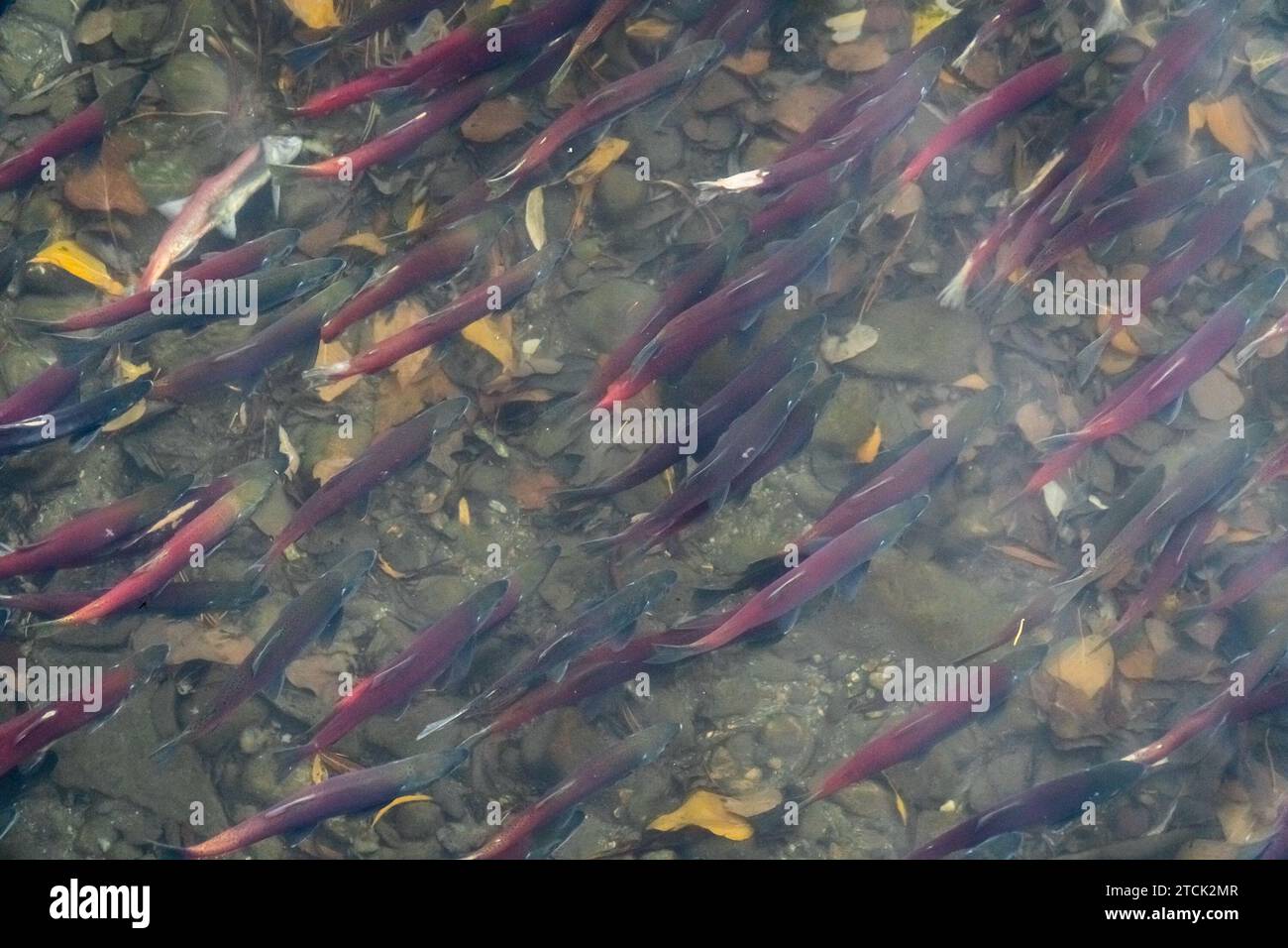 Saumon rouge courant vers le haut pour frayer Banque D'Images