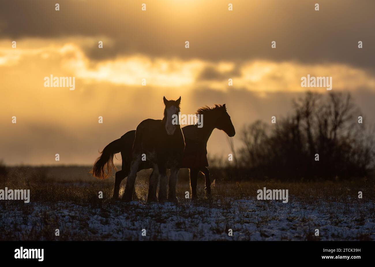 Silhouettes de chevaux Clydesdale debout dans une prairie d'automne au coucher du soleil Banque D'Images