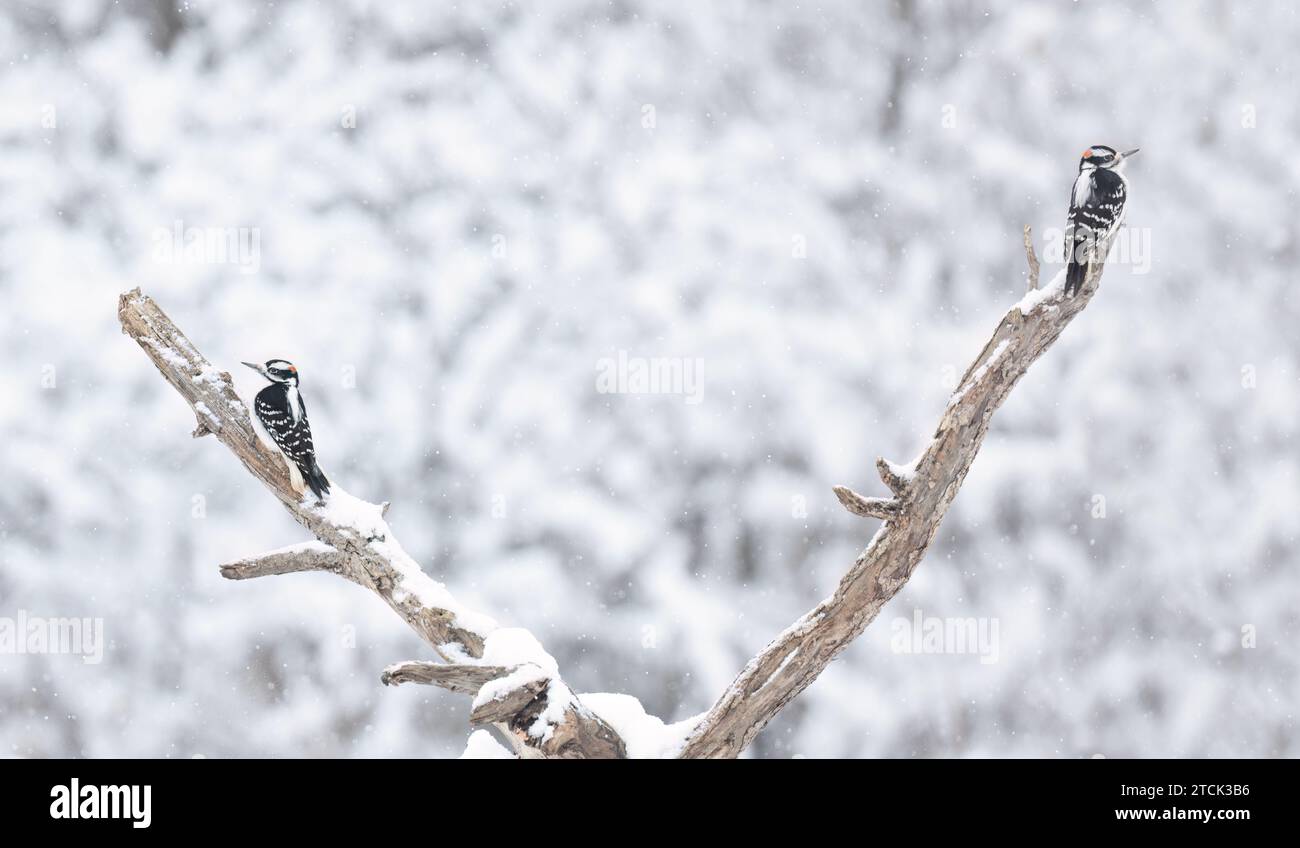 Des pickers duveteux isolés sur un fond blanc perchés sur une branche en hiver à Ottawa, Canada Banque D'Images