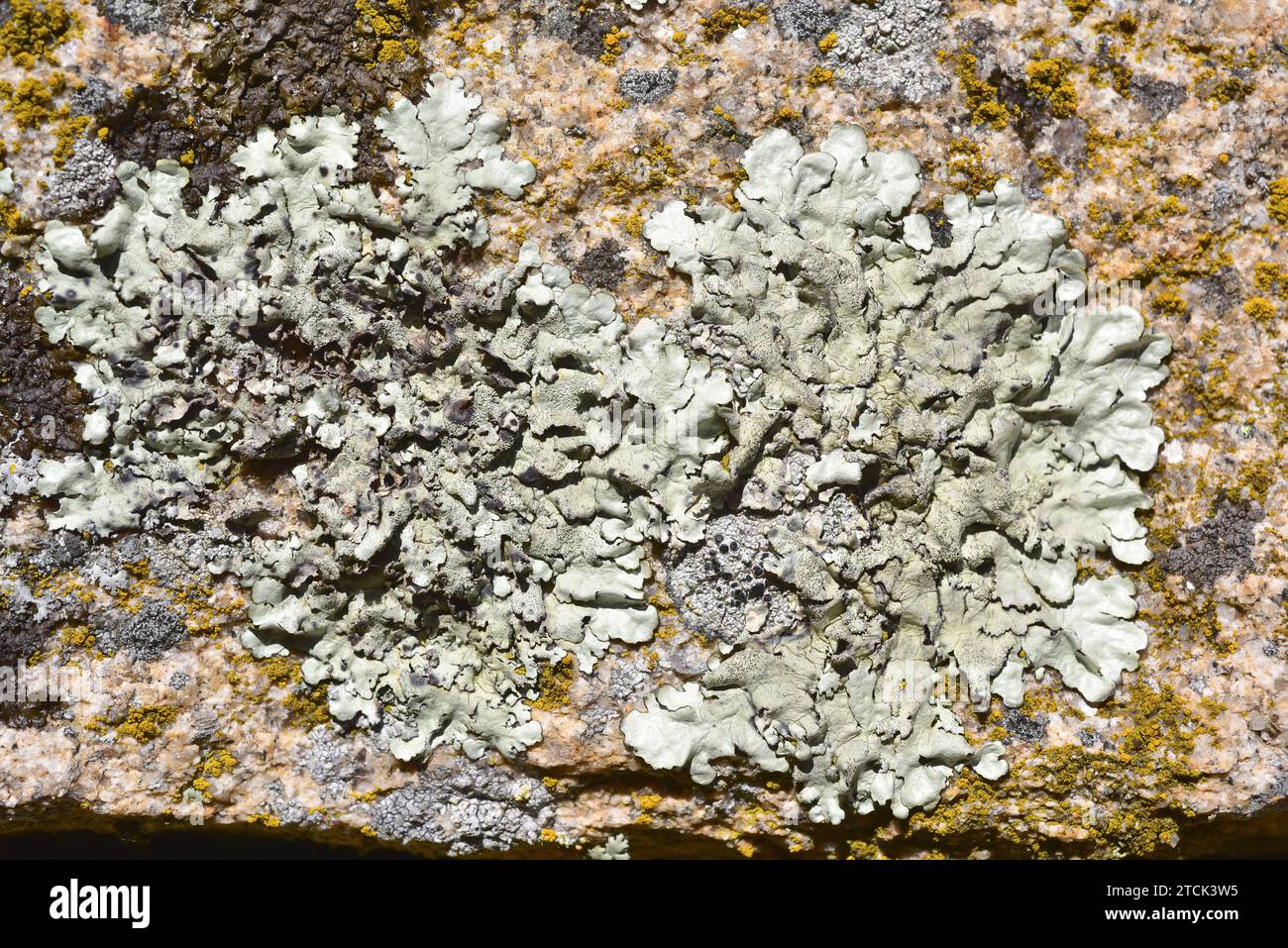 Parmelia caperata ou Flavoparmelia caperata est un lichen foliaire avec soralie et parfois apothécie noyée. Cette photo a été prise à Arribes del du Banque D'Images