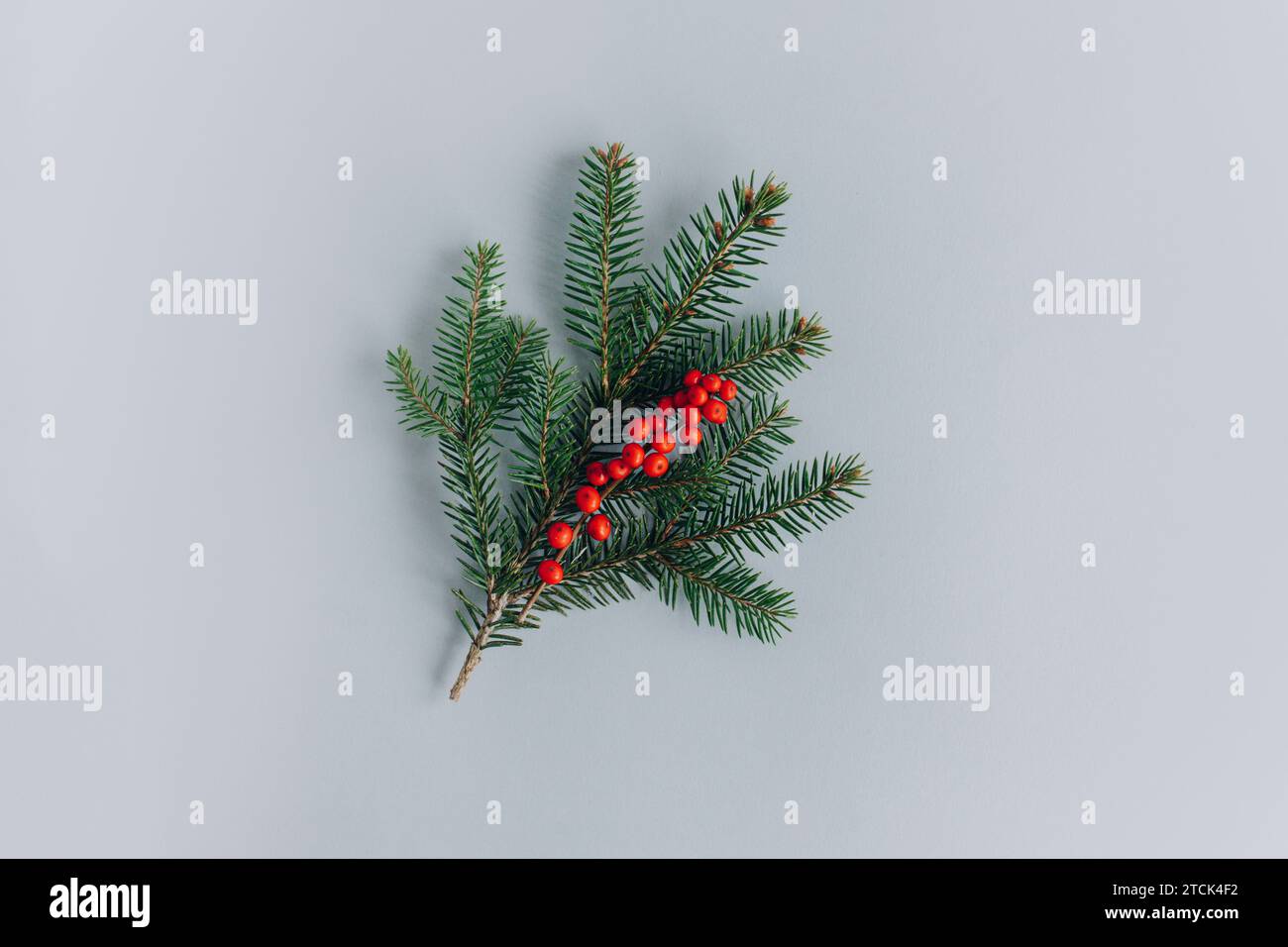 Branches d'épinette avec baies rouges sur un fond gris. Pose à plat. Placer pour le texte. Banque D'Images