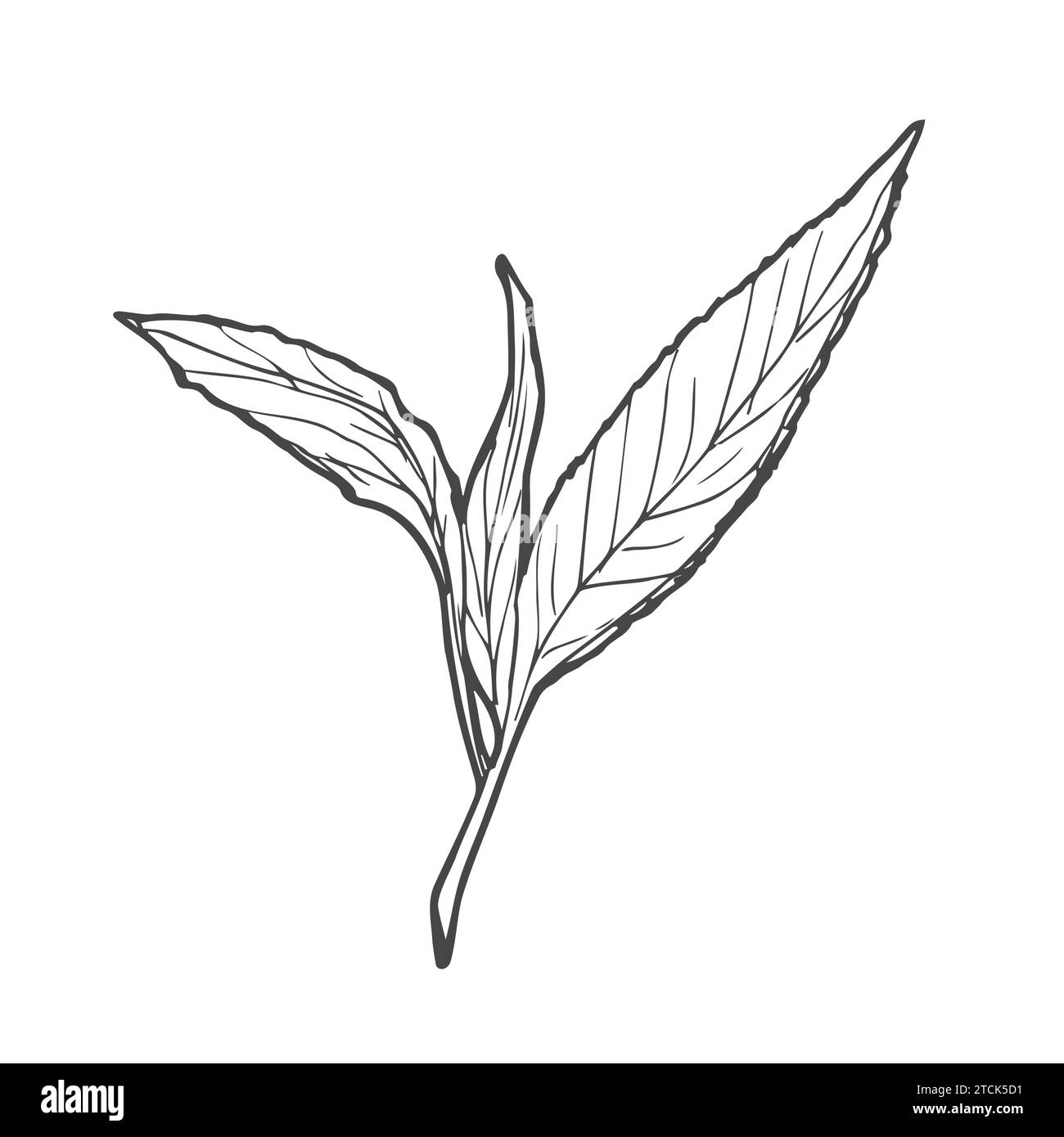 Croquis de thé vert ou noir. Illustration vectorielle. Concept de thé Illustration de Vecteur