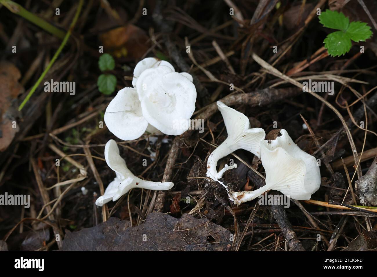 Clitopilus scyphoides, champignon sauvage de Finlande, pas de nom anglais commun Banque D'Images