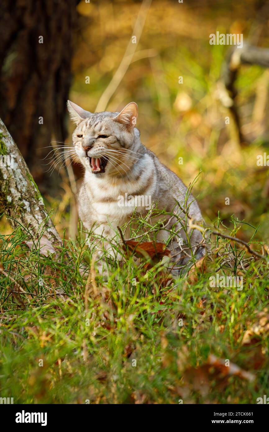 Chat bengale mâle en colère à l'extérieur dans le parc naturel Banque D'Images