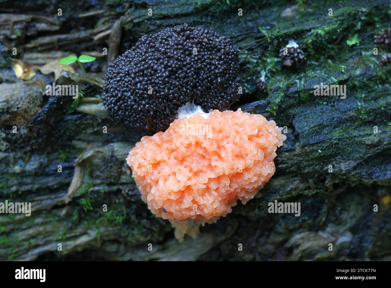 Tubifera ferruginosa, communément appelé moisissure de framboise Banque D'Images