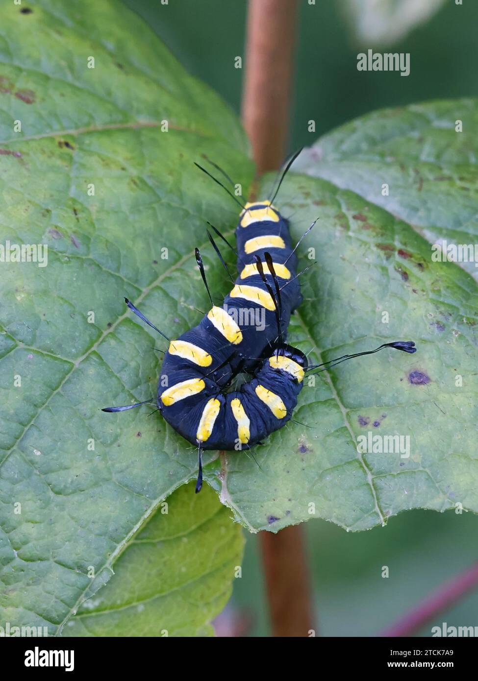 Papillon d'aulne, Acronicta alni, chenille noire avec des rayures jaunes Banque D'Images