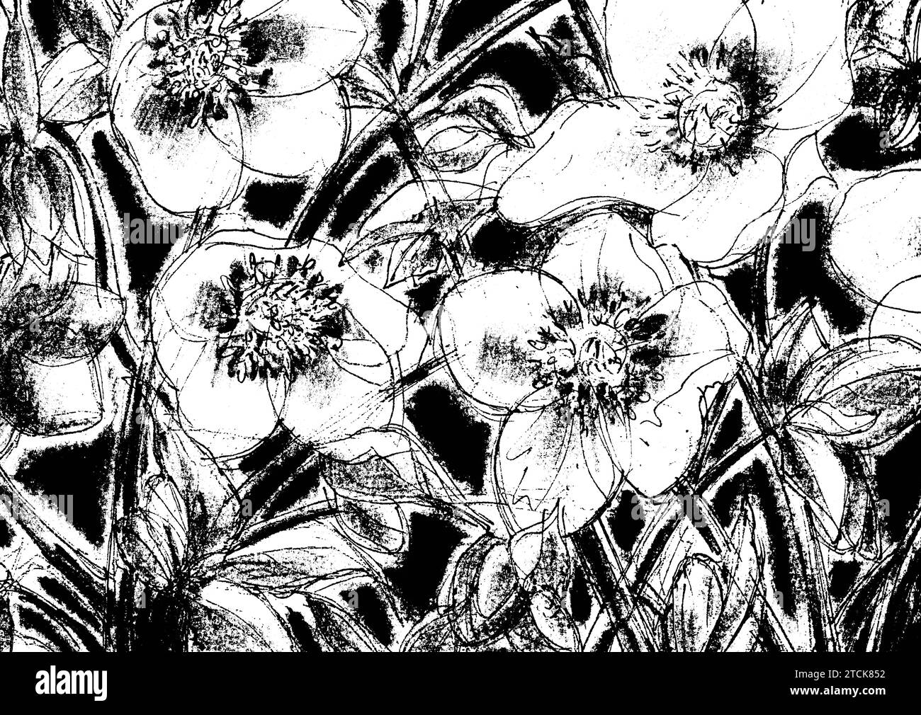 Gravure en noir et blanc des fleurs de hellébore. Banque D'Images