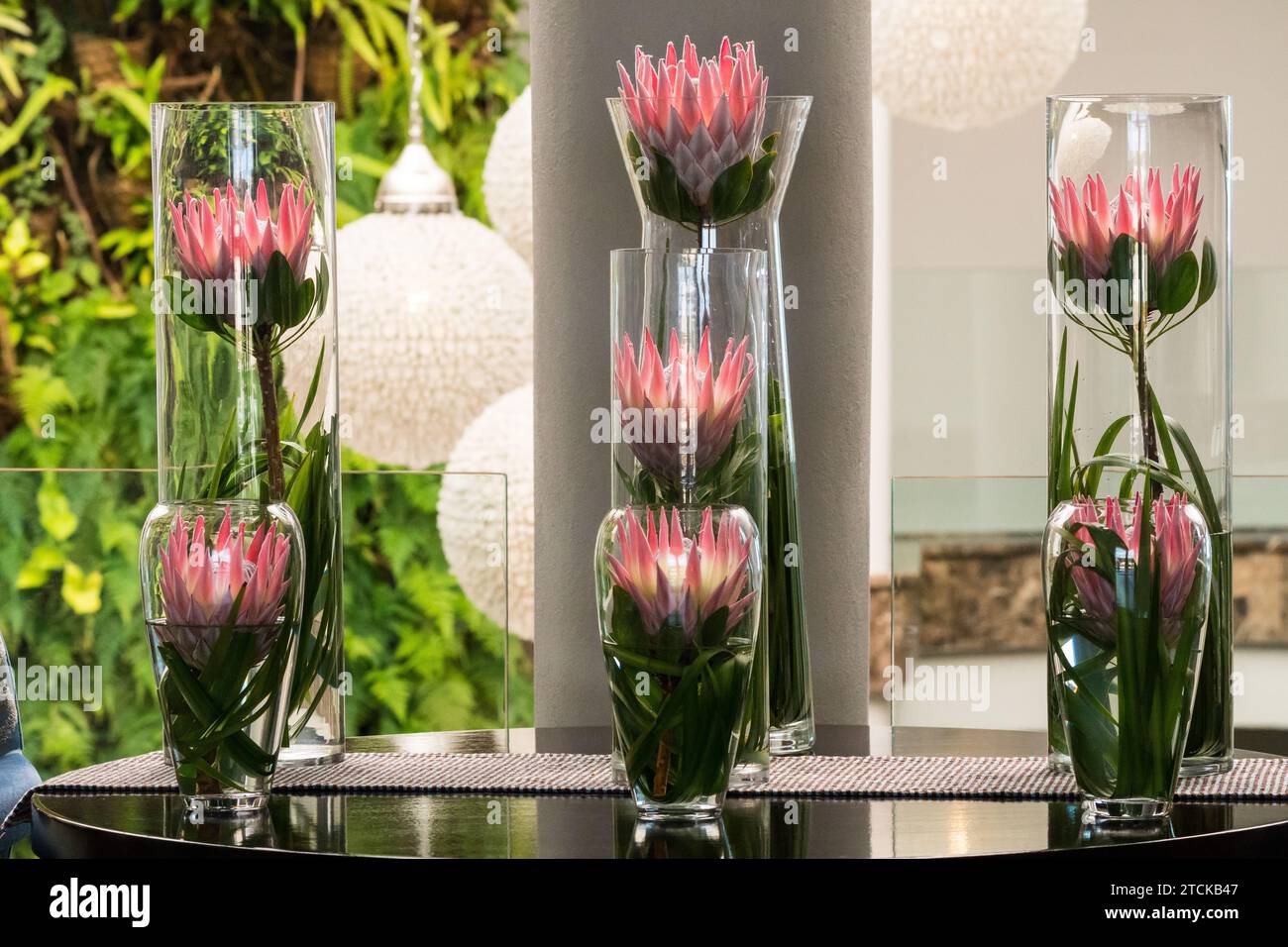 Présentation de fleurs du roi Protea dans un groupe ou une collection de vases modernes et contemporains en verre sur une table dans un hall d'hôtel à la décoration florale Banque D'Images