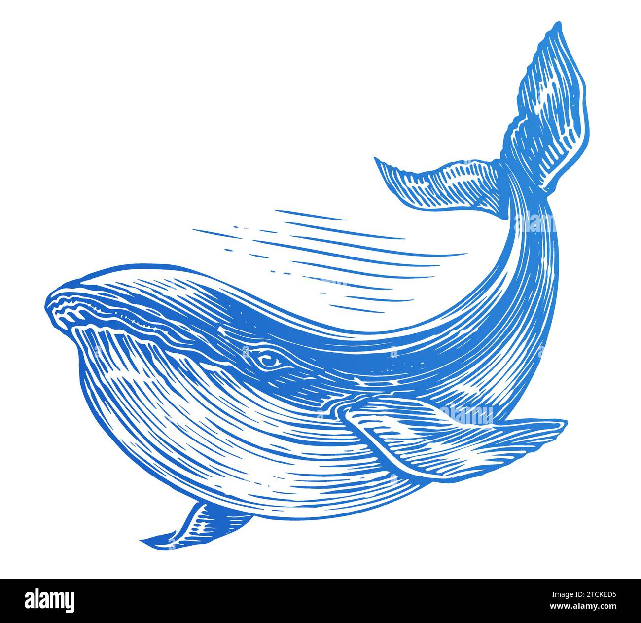 Baleine, animal marin. Illustration vectorielle dessinée à la main sur fond blanc Illustration de Vecteur