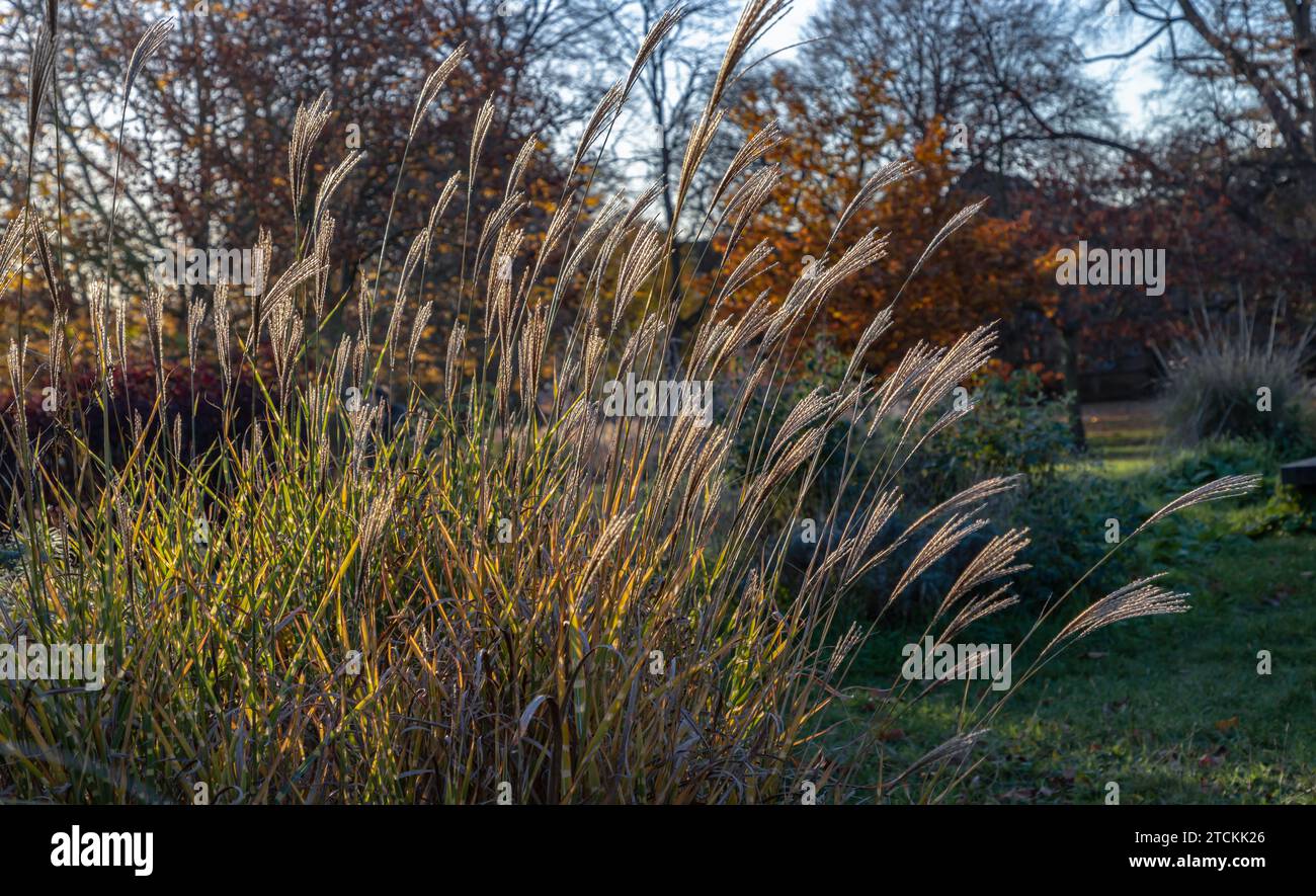 L'herbe argentée chinoise ornementale se balancent au soleil. Belle fleur d'argenterie de jeune fille soufflant dans le vent, Miscanthus sinensis, nature backg Banque D'Images