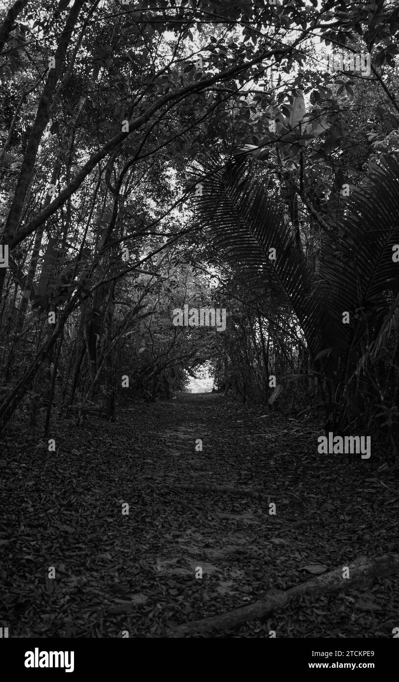 Randonnée dans la forêt tropicale en Amérique du Sud Banque D'Images