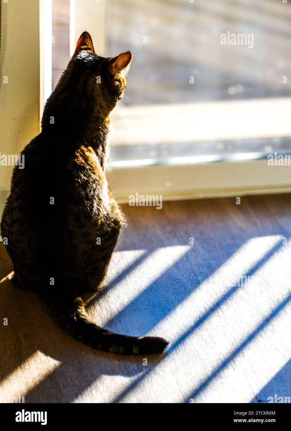 Chat tabby attentif assis sur un tapis à motifs tout en regardant par une fenêtre Banque D'Images