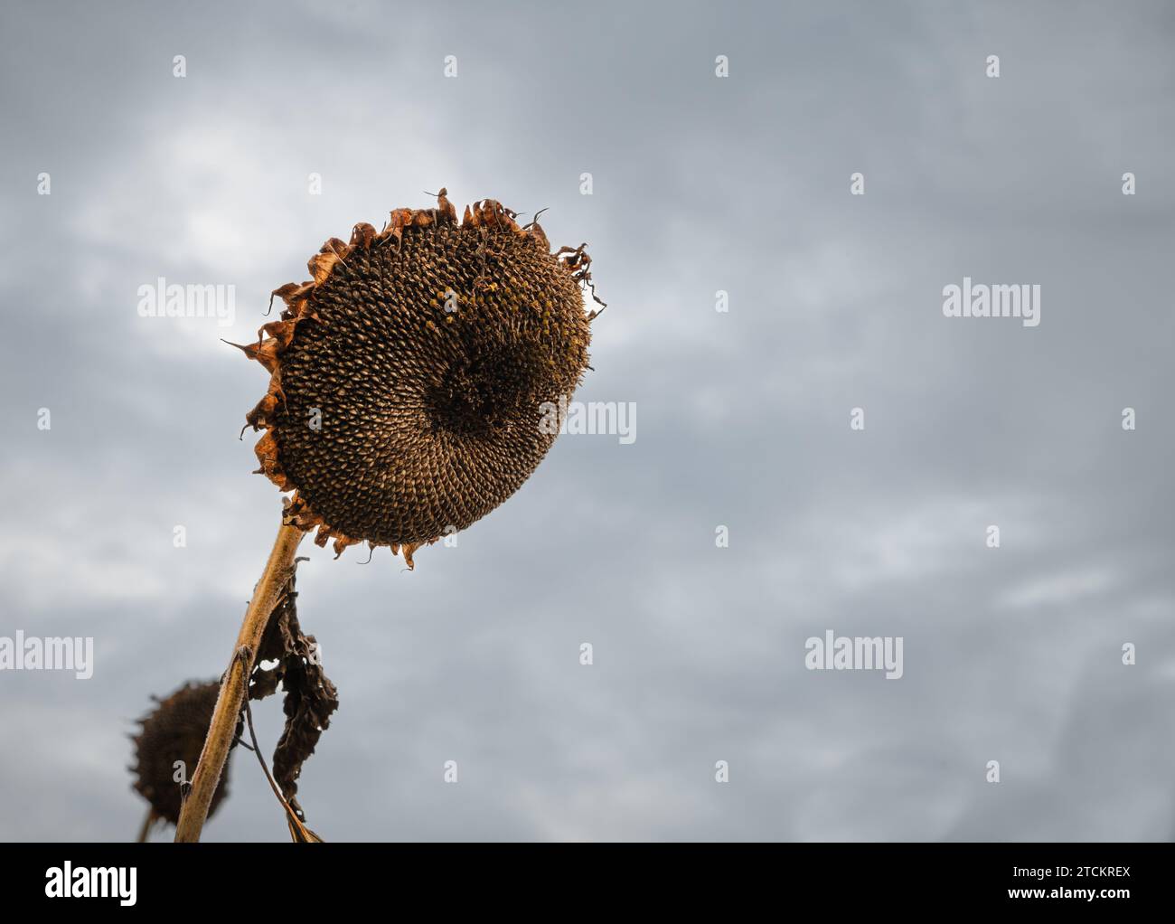 Tête de tournesol mort unique contre un ciel de nuages d'orage Banque D'Images